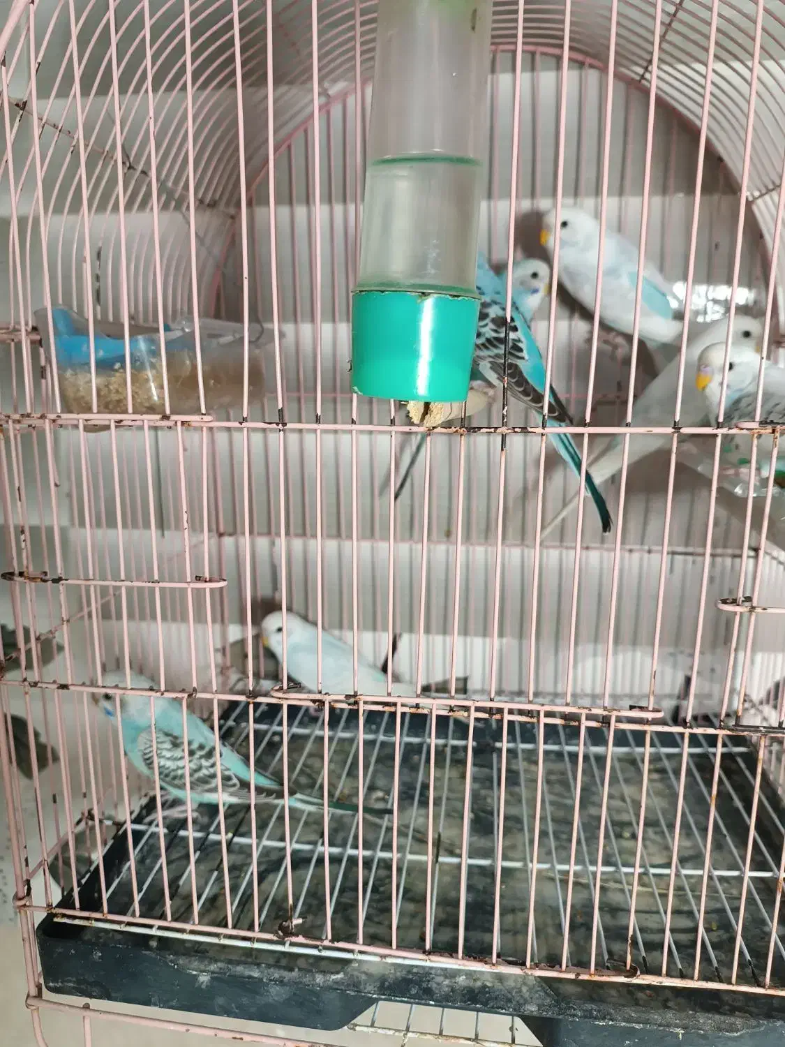 مرغ عشق|پرنده|رشت, پل تالشان|دیوار