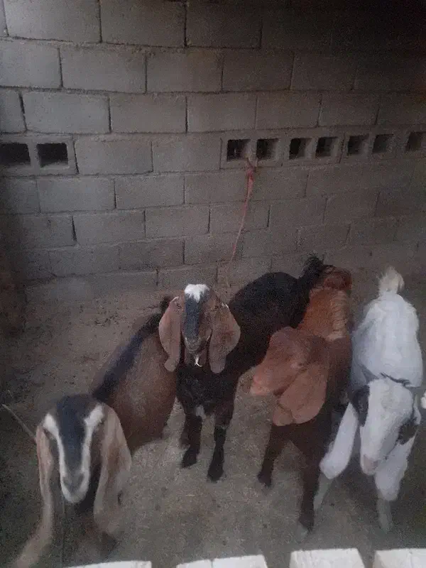 فروشی|حیوانات مزرعه|قلعه گنج, |دیوار