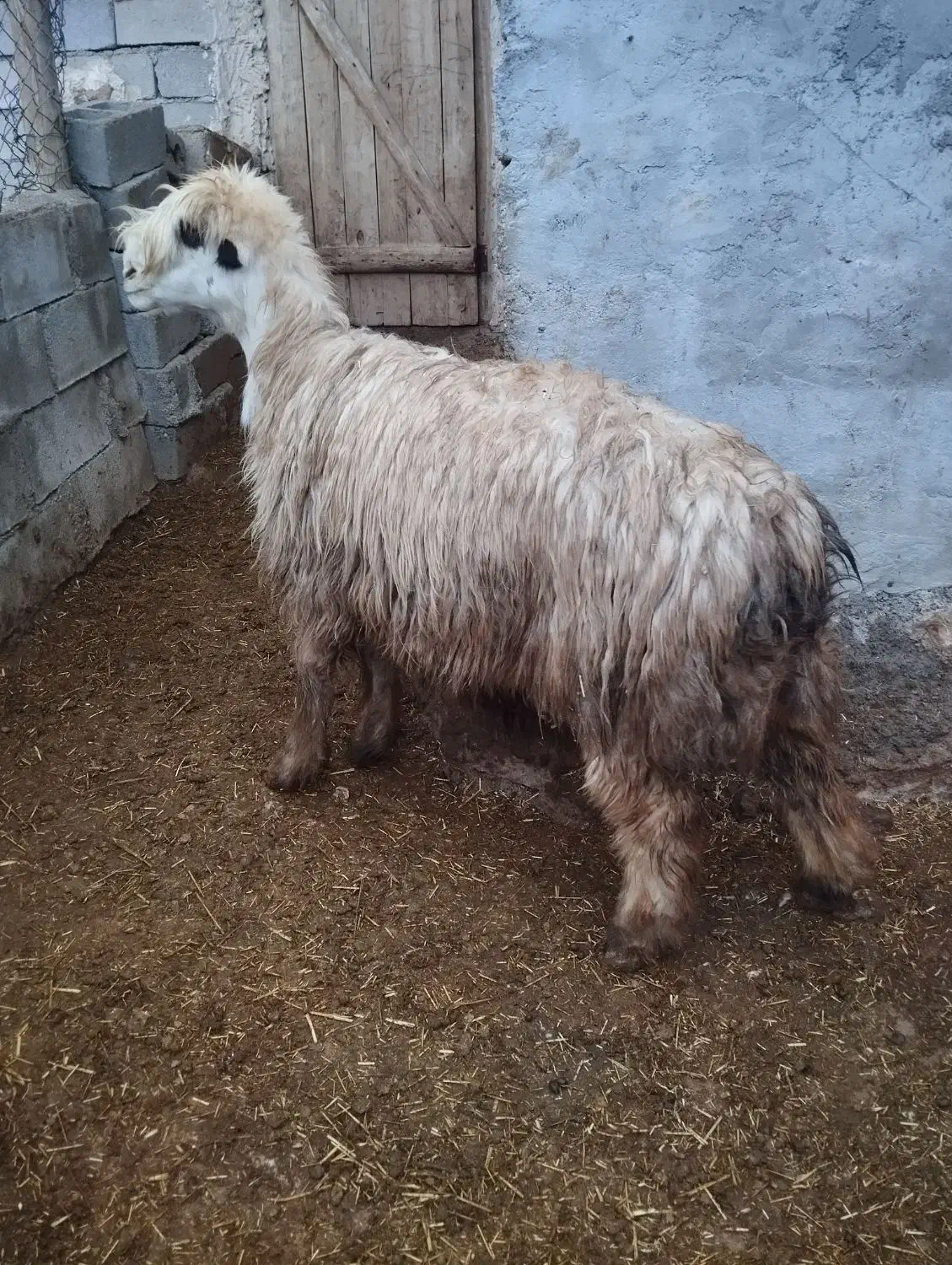 میش|حیوانات مزرعه|اردل, |دیوار