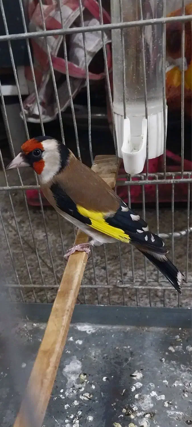 سهره قناری سرخ ابلغ سهره کت بنداز|پرنده|تهران, کوثر|دیوار