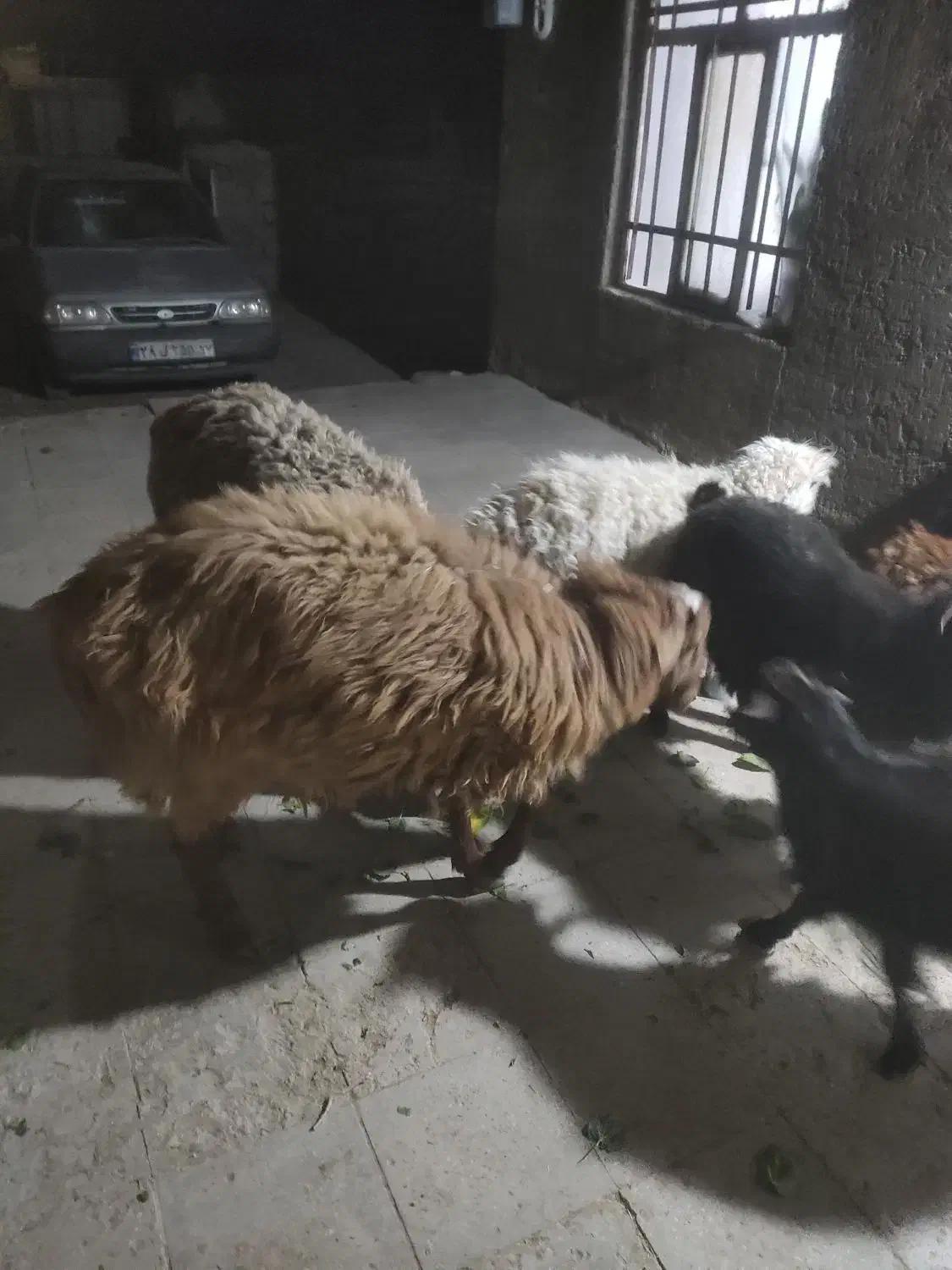 میش ایست وبره نر|حیوانات مزرعه|درمیان, |دیوار