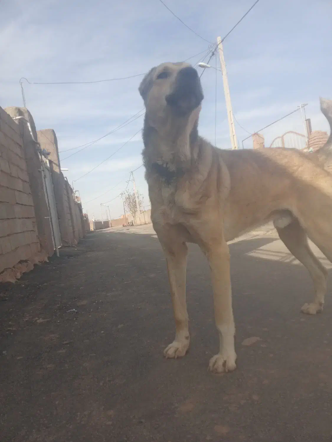 فروش سگ|سگ|شامکان, |دیوار