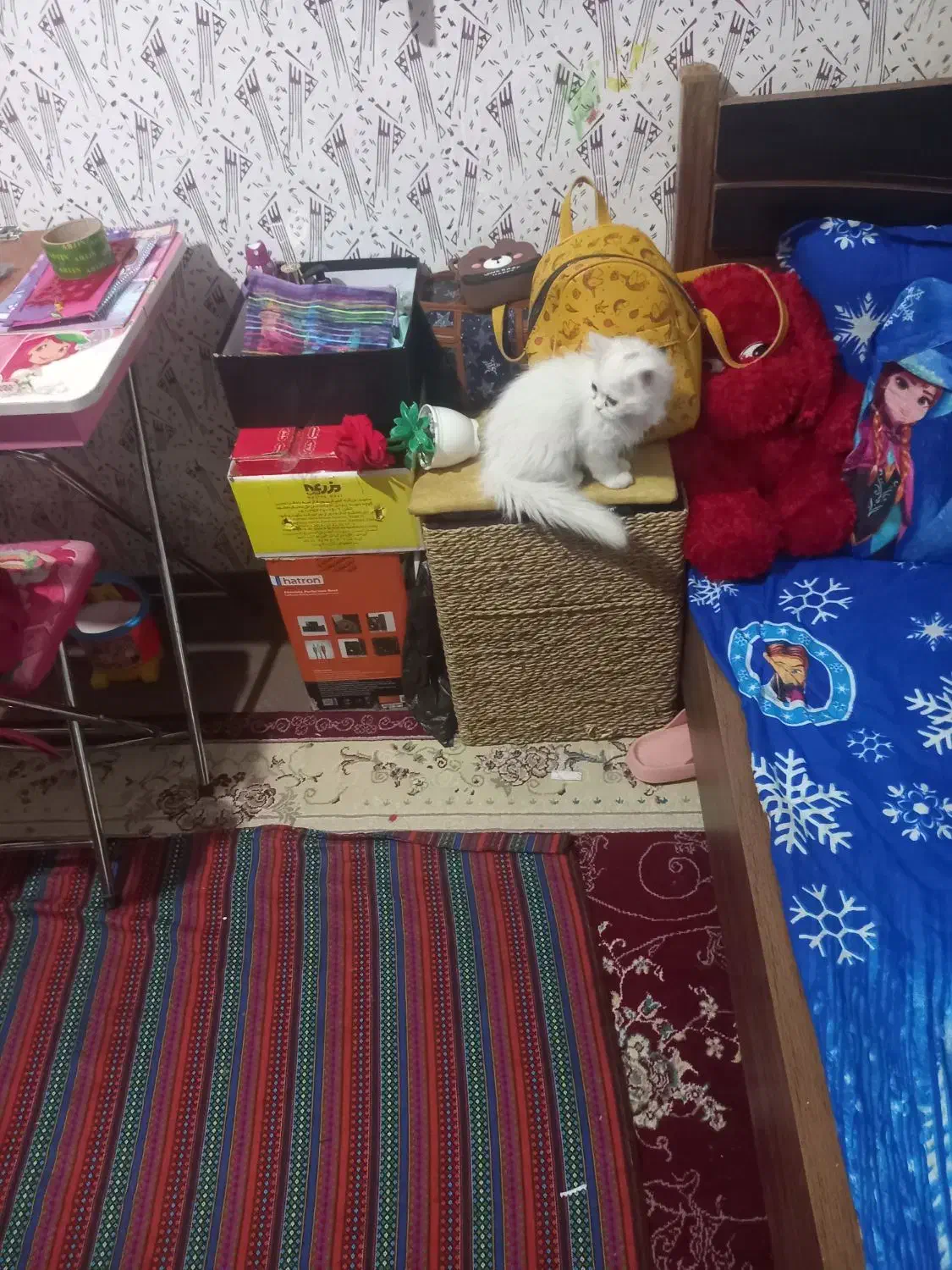 گربه پرشین ۶ماهه سفید حرف گوش کن|گربه|بجنورد, |دیوار