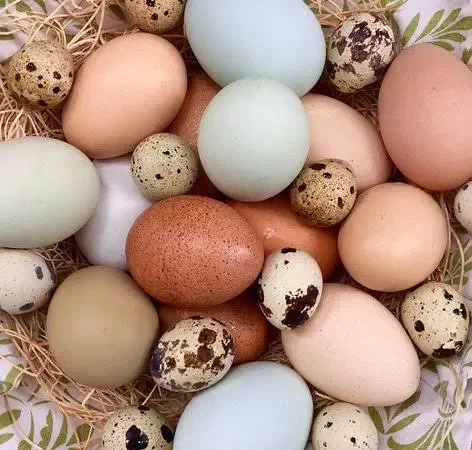 تخم مرغ بومی و تخم بلدرچین|خوردنی و آشامیدنی|کاشان, نوش آباد|دیوار