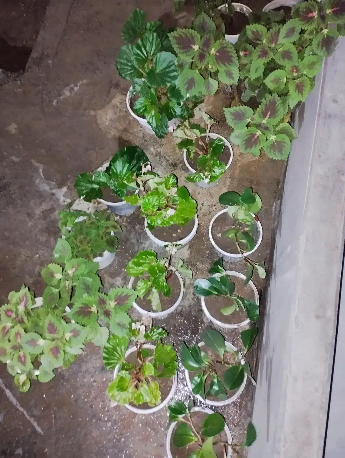 حسن یوسف ..عروس..قاشقی|گل و گیاه طبیعی|ایذه, |دیوار