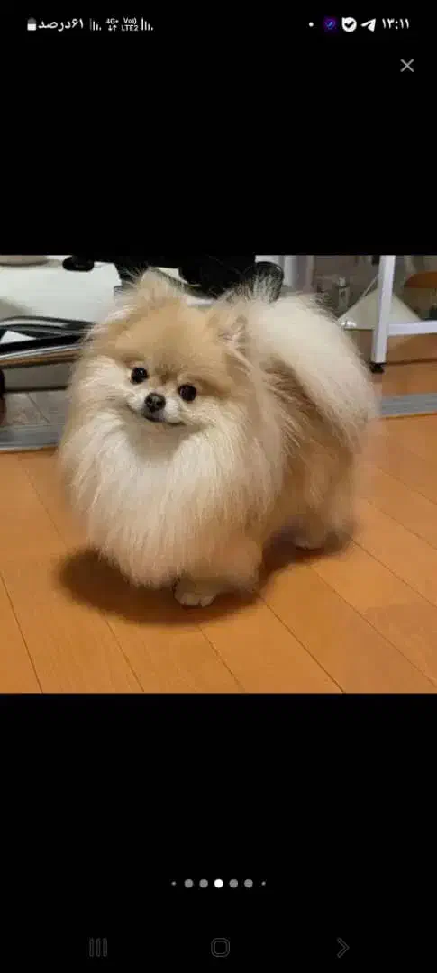 سگ بالغ|سگ|شیراز, اصلاح‌نژاد|دیوار