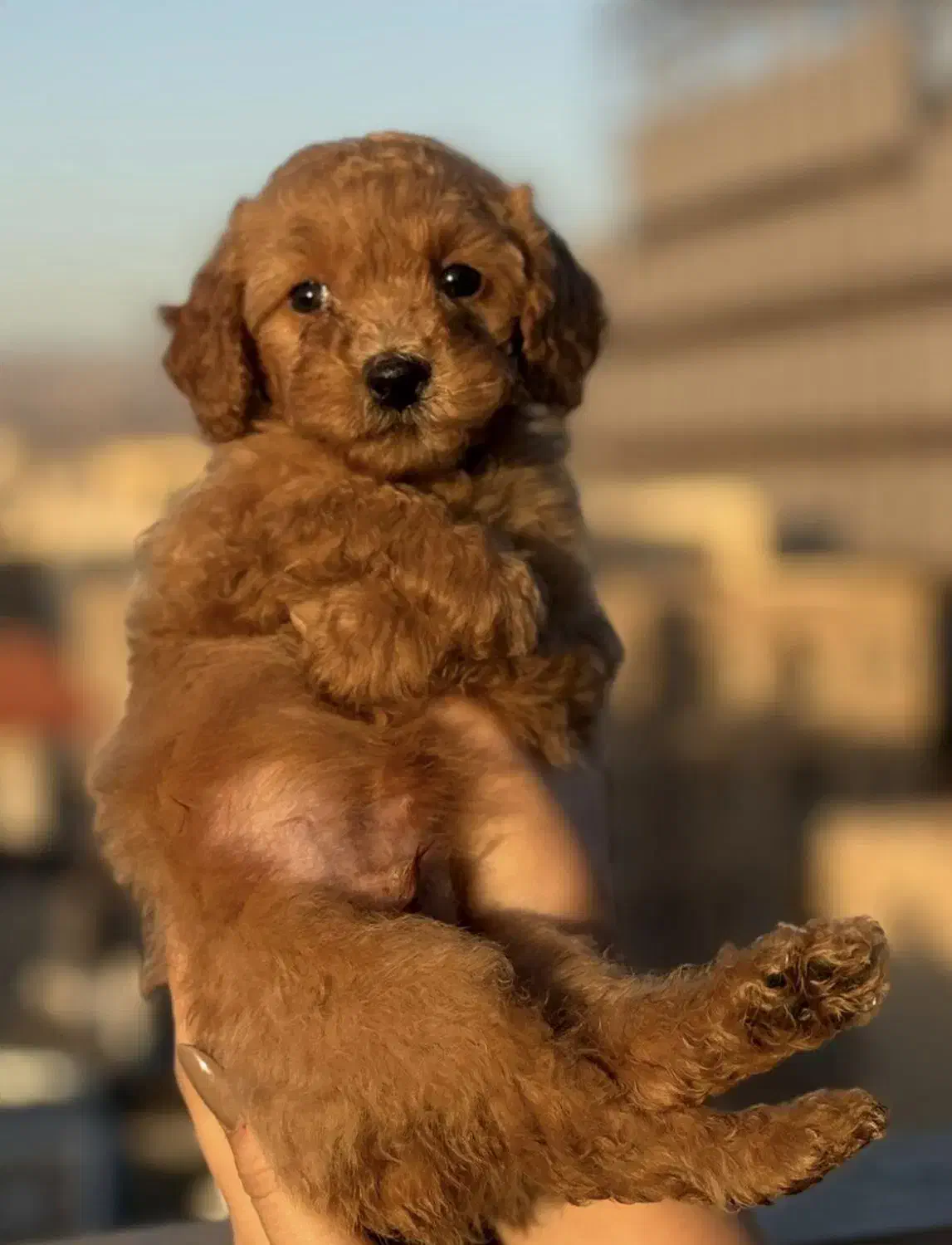 فروش توله دو ماهه ، پودل اصل|سگ|قزوین, |دیوار