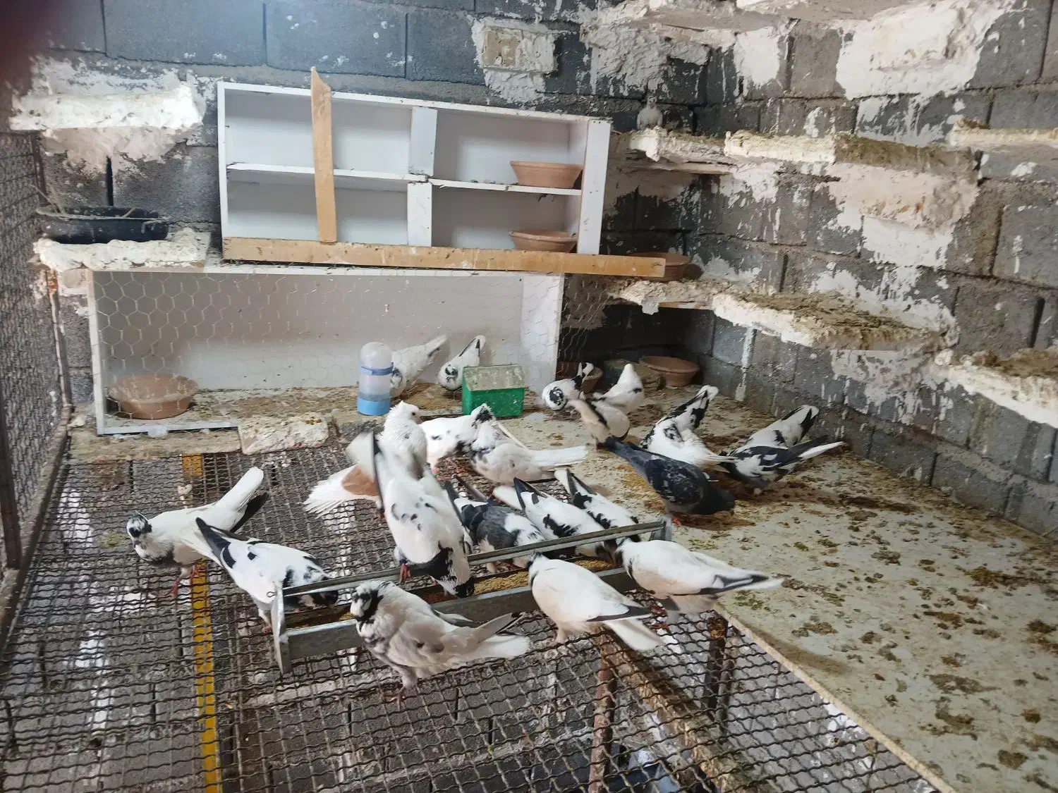 کبوتر شاپر|پرنده|ملکشاهی, |دیوار