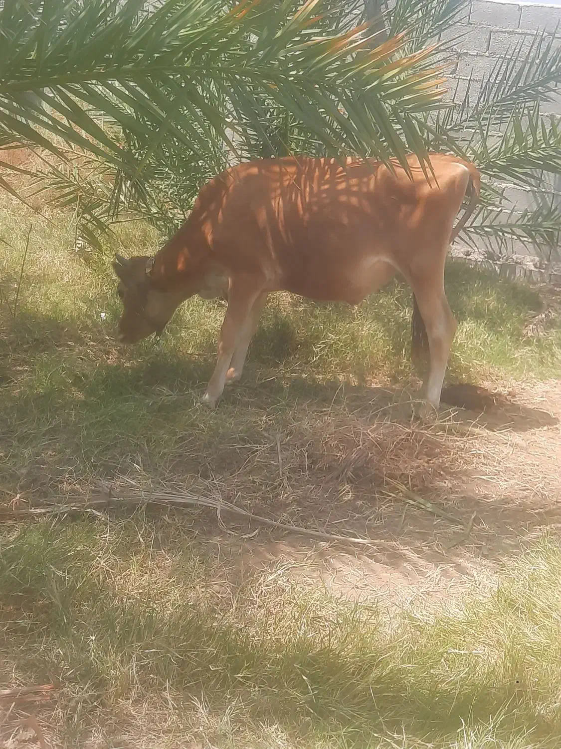 گوساله سوزنی نسل شیری|حیوانات مزرعه|جیرفت, |دیوار