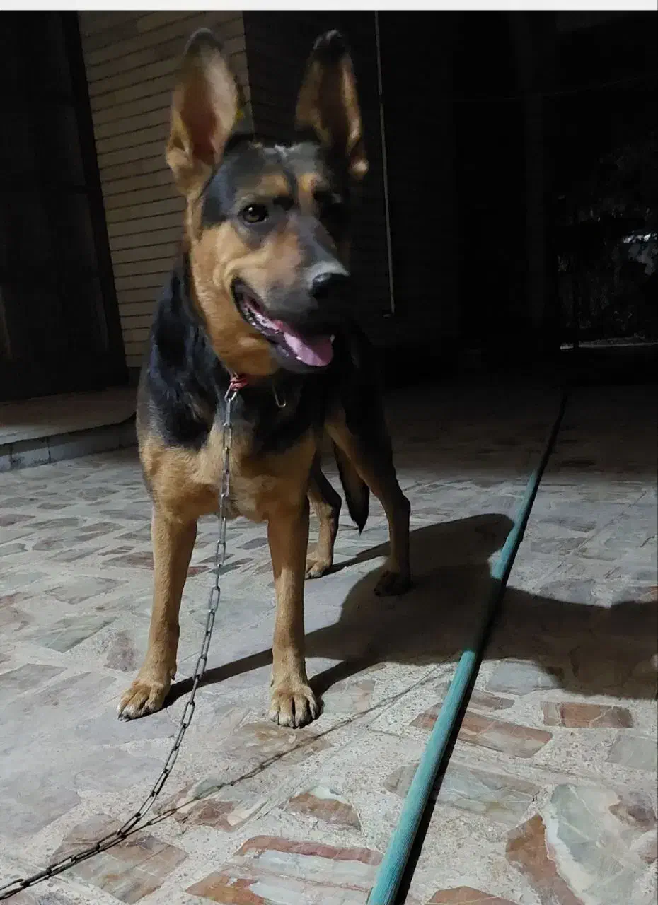 ماده ژرمن|سگ|کاشان, شهرک فرهنگیان|دیوار