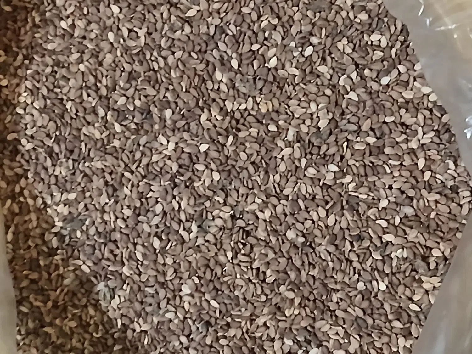 کنجد|عمده‌فروشی|آبدانان, |دیوار