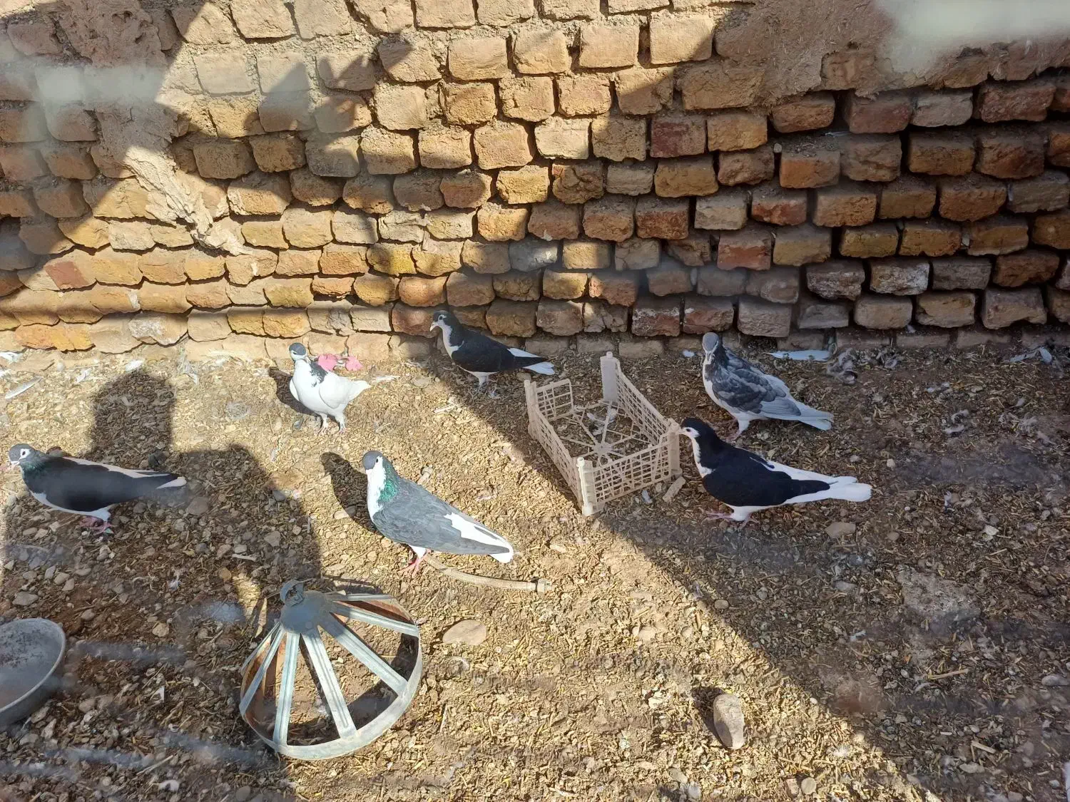 جوجه سده|پرنده|فیروزه, |دیوار