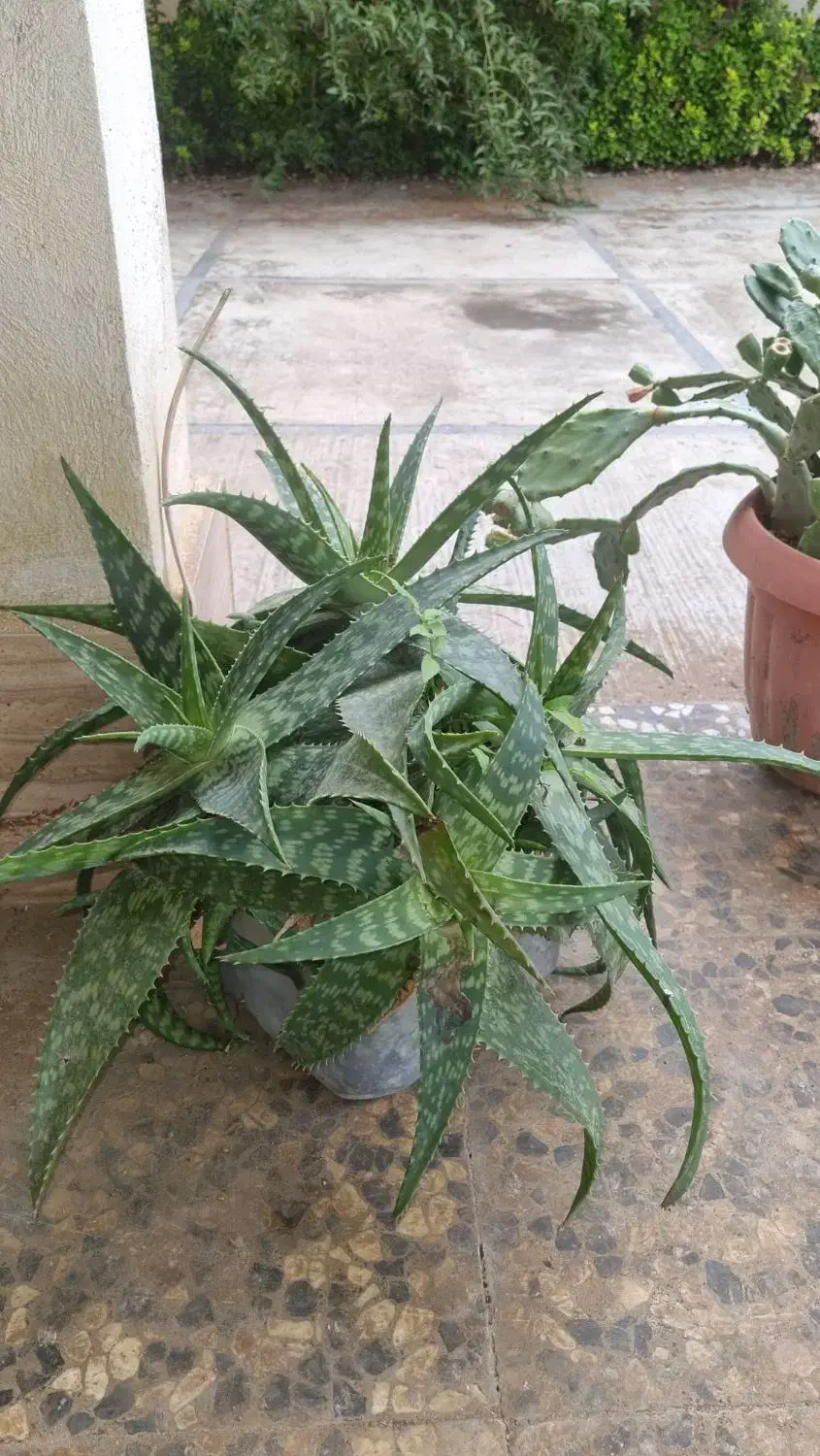 تعدادی گل|گل و گیاه طبیعی|شفت, |دیوار