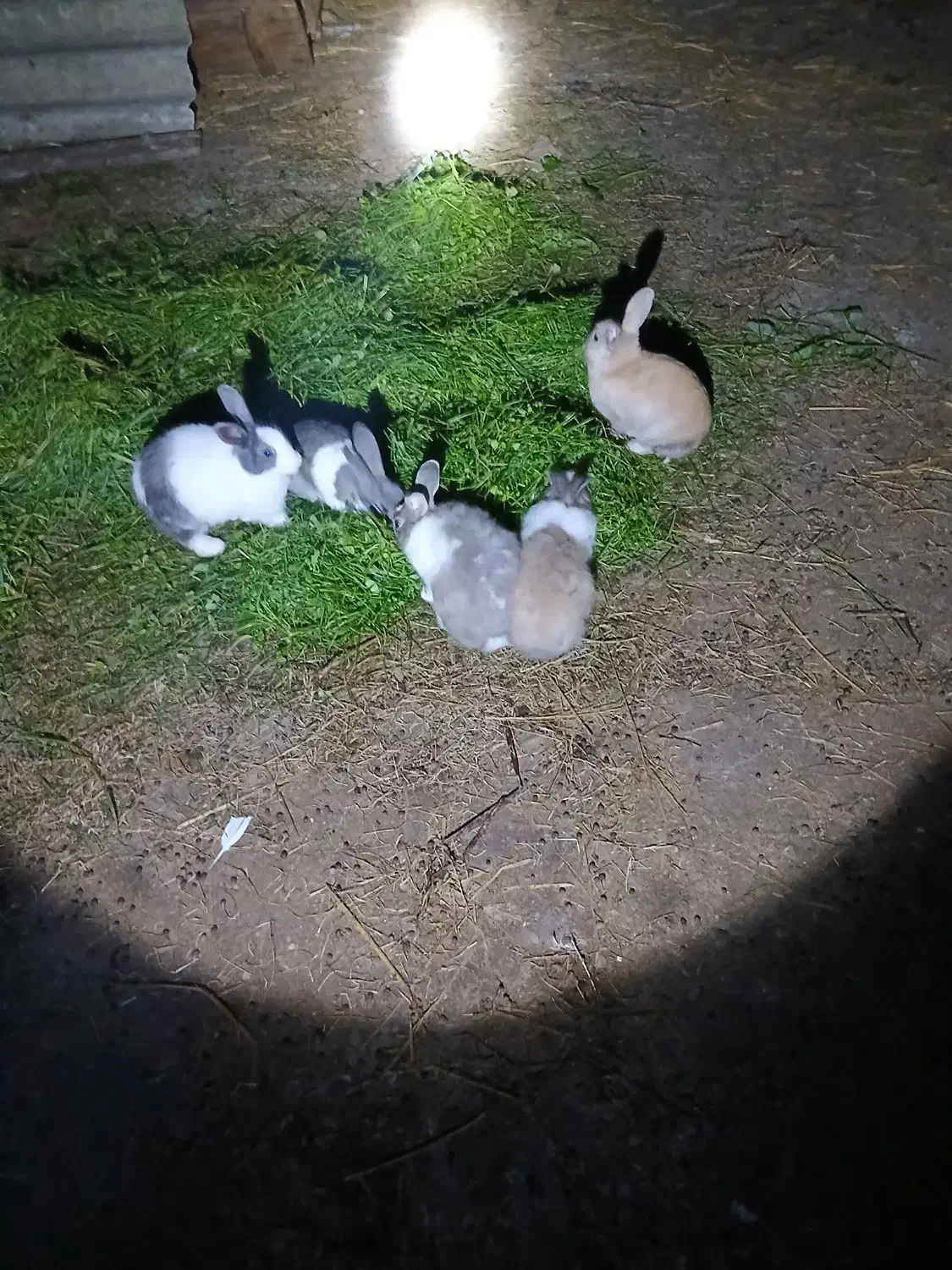 شیش عدد خرگوش بالغ|موش و خرگوش|رضوانشهر, |دیوار