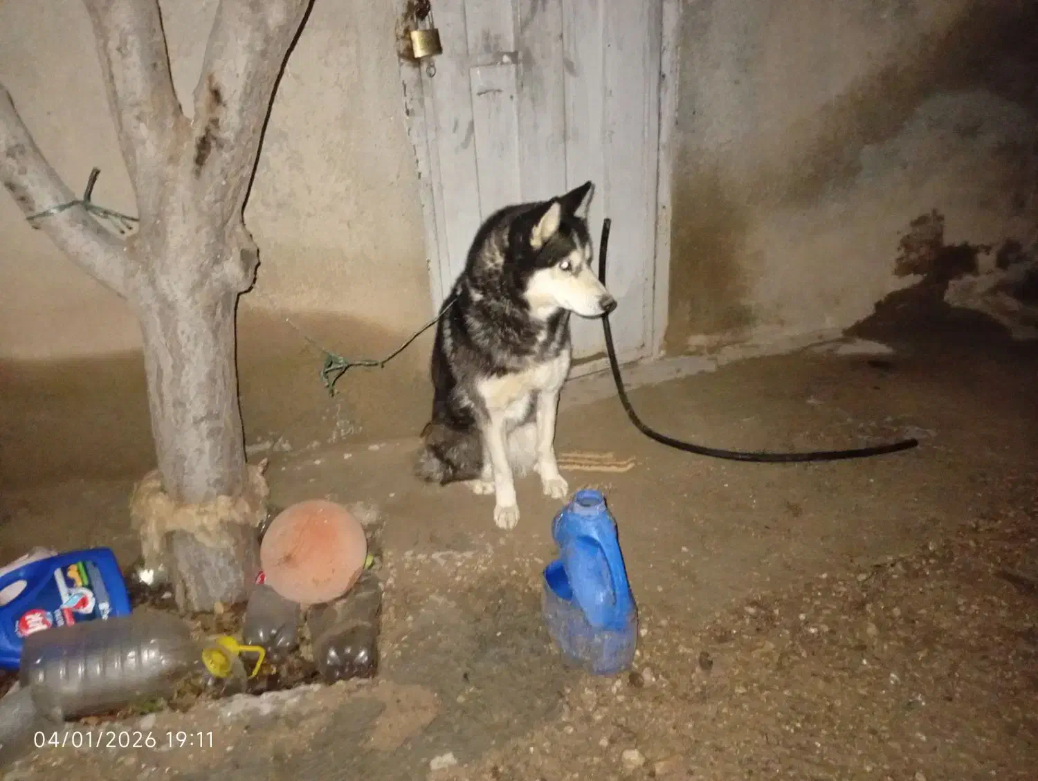 سگ هاسکی|سگ|فاروج, |دیوار