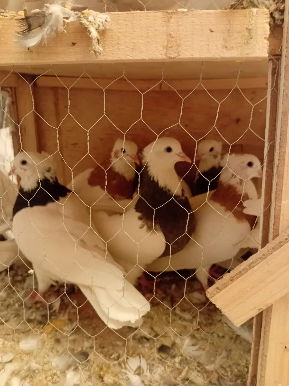 طوقی|پرنده|رباطکریم, رباطکریم|دیوار