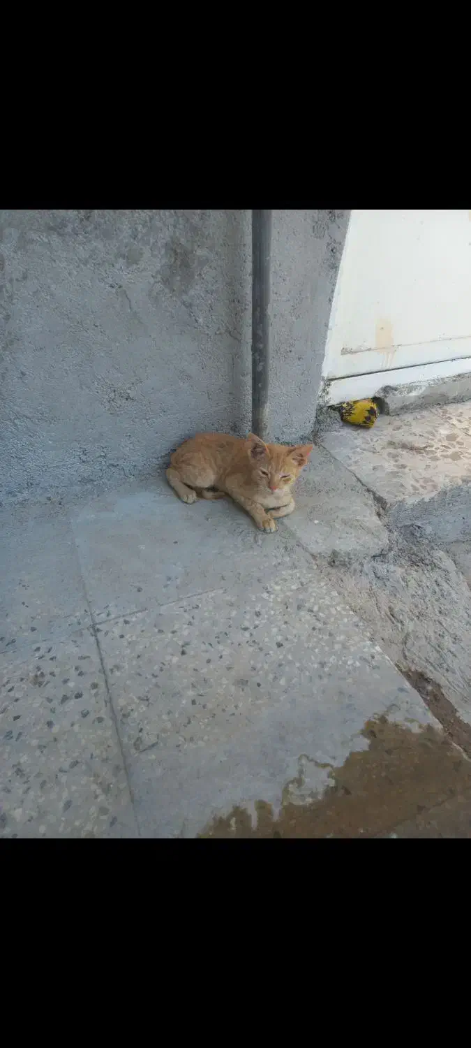 گربه|گربه|چرام, |دیوار