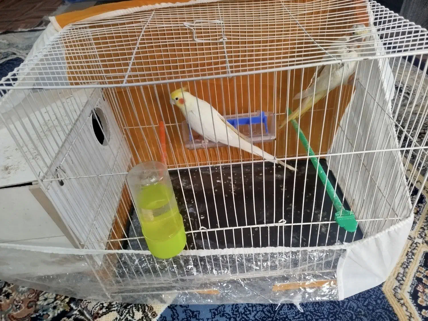 عروس هلندی|پرنده|مشهد, شهید احمدی روشن|دیوار