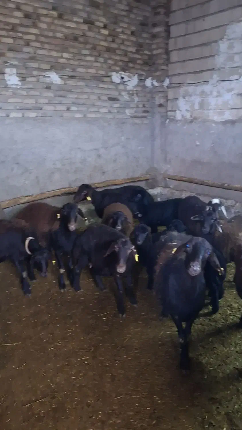 قزل افشار|حیوانات مزرعه|اسدآباد, |دیوار