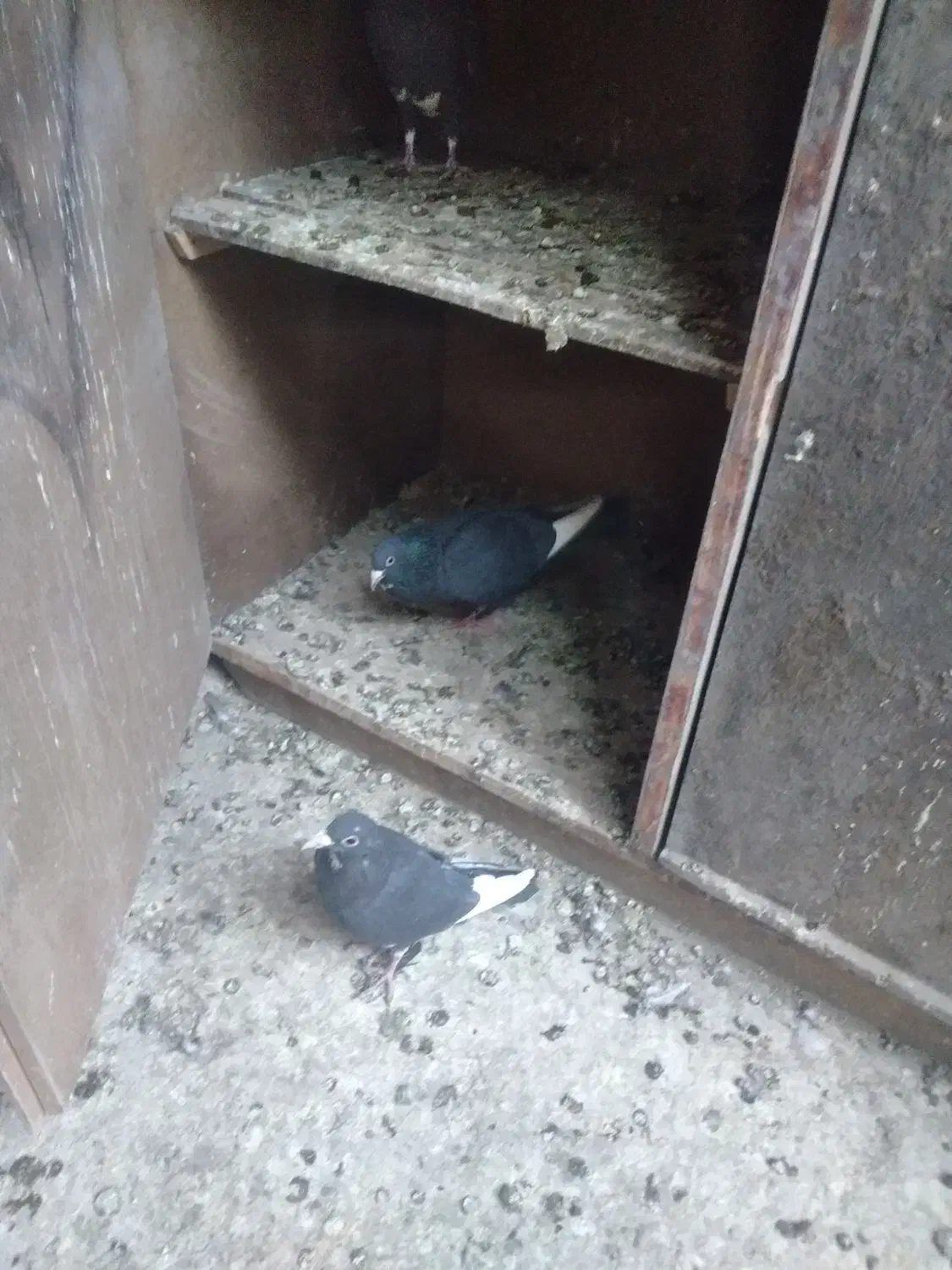 کبوتر پلنگ ماده|پرنده|کرمان, |دیوار