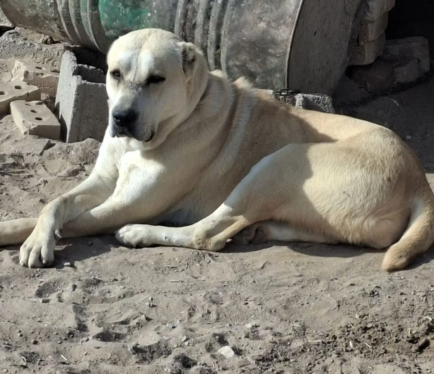 سگ ماده|سگ|تایباد, |دیوار