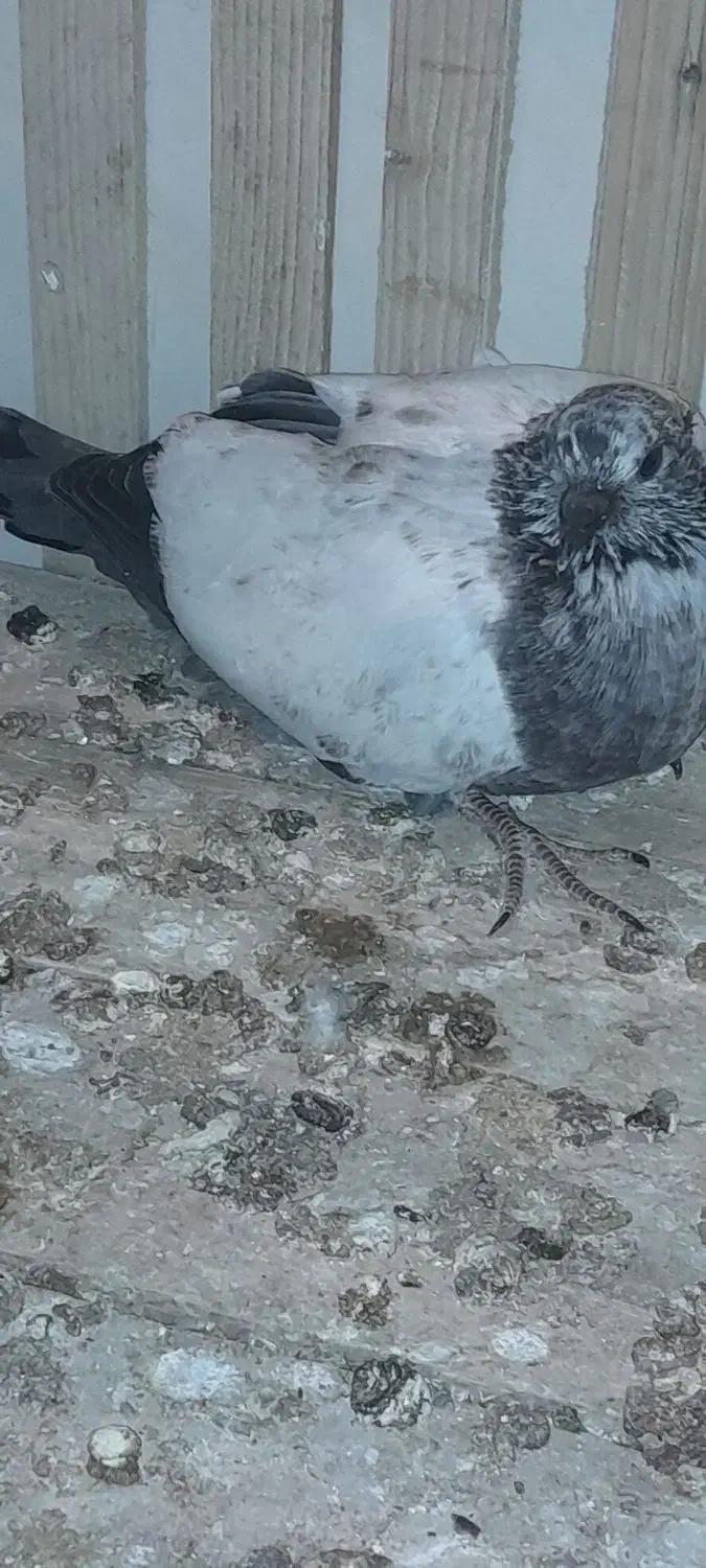 گمشده کبوتر کله دم سبز،دسپری|پرنده|شاهین‌شهر, نبوت|دیوار