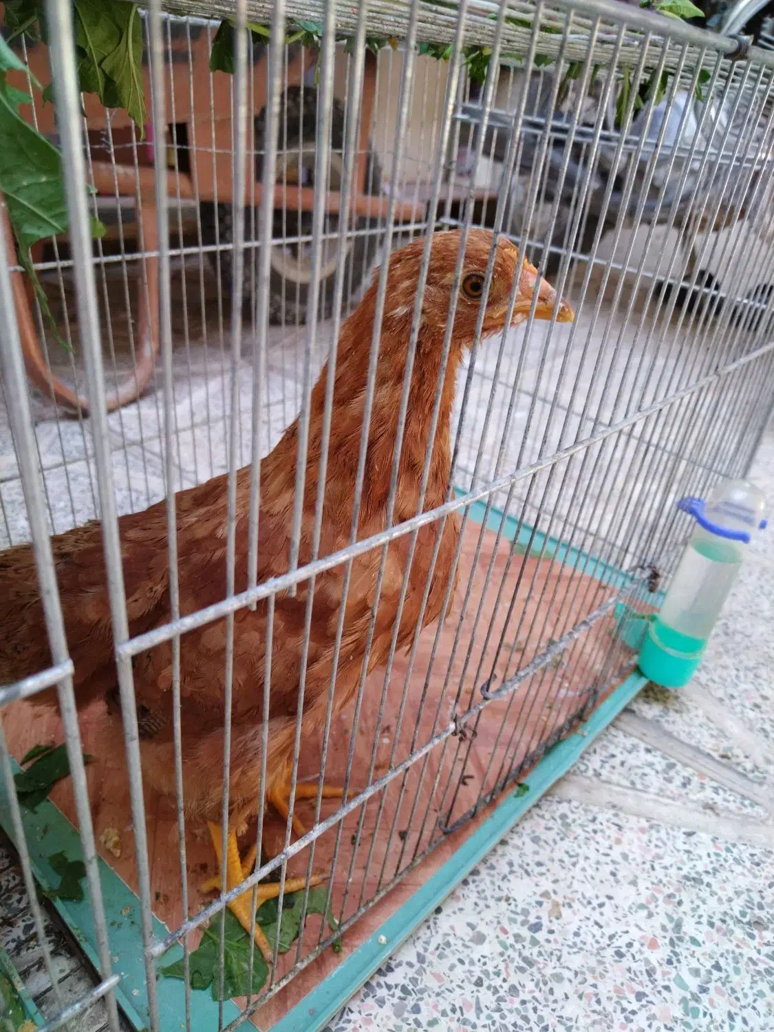 یک عدد مرغ و یک عدد خروس محلی|حیوانات مزرعه|محمدیه-قزوین, |دیوار