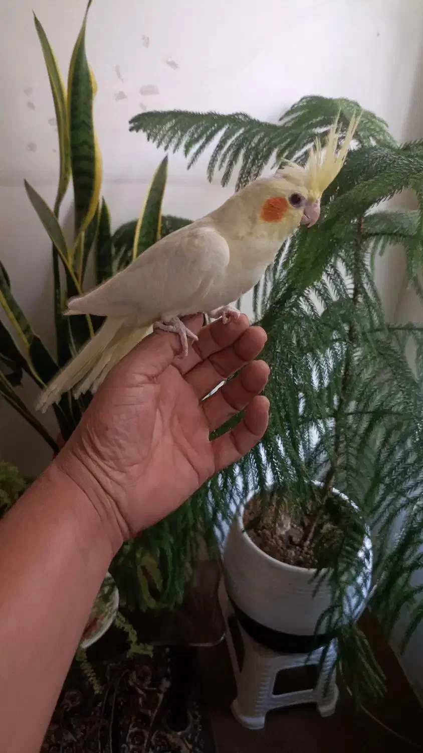 عروس هلندی سریلاکی نرم خور|پرنده|قم, زاویه|دیوار