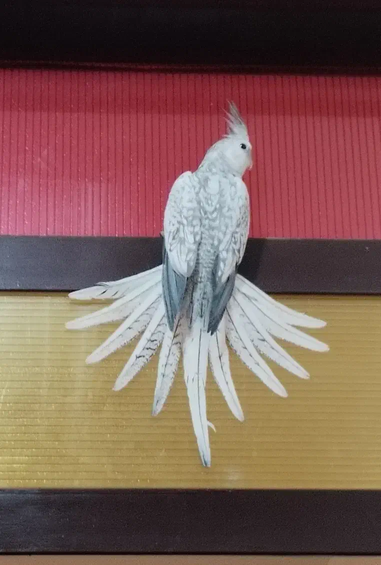 عروس هلندی ایزابلا نر|پرنده|شوشتر, |دیوار