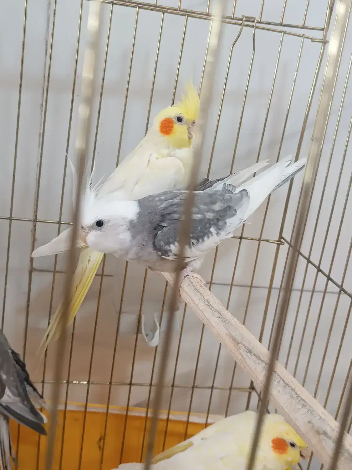 سه جفت عروس مولد امتحان پس داده|پرنده|محلات, |دیوار