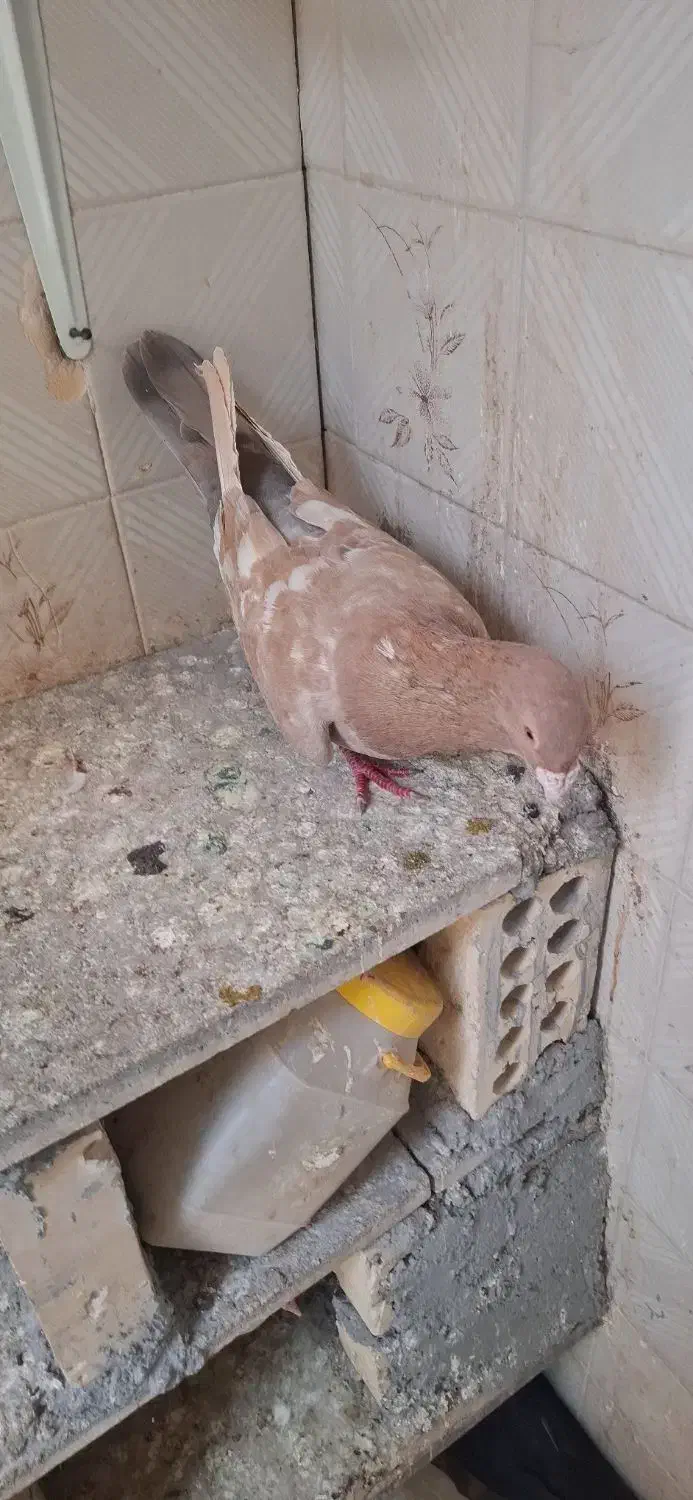 جفت طوقی و سار زاغ کرمانی|پرنده|مشهد, هفده شهریور|دیوار