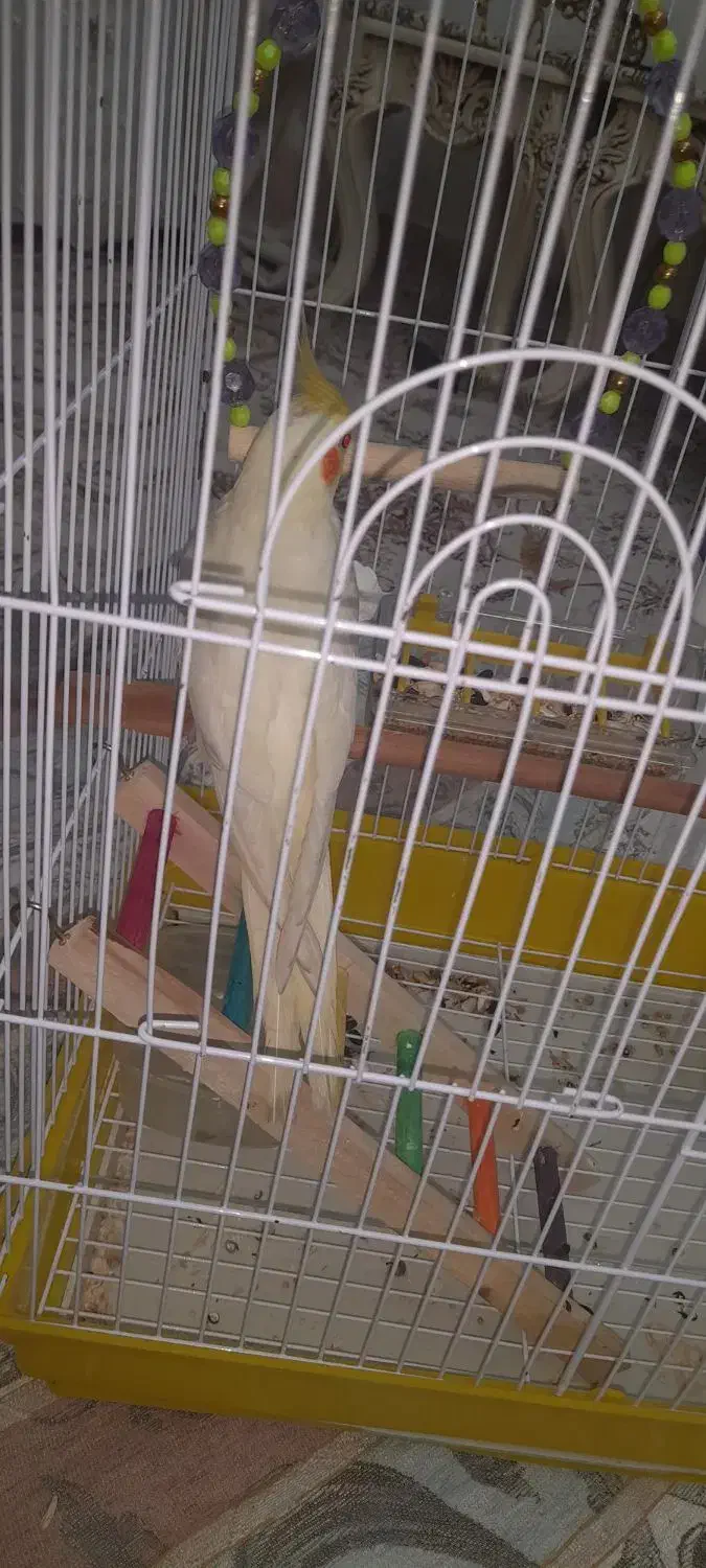 عروس هلندی نر|پرنده|آبیک, |دیوار