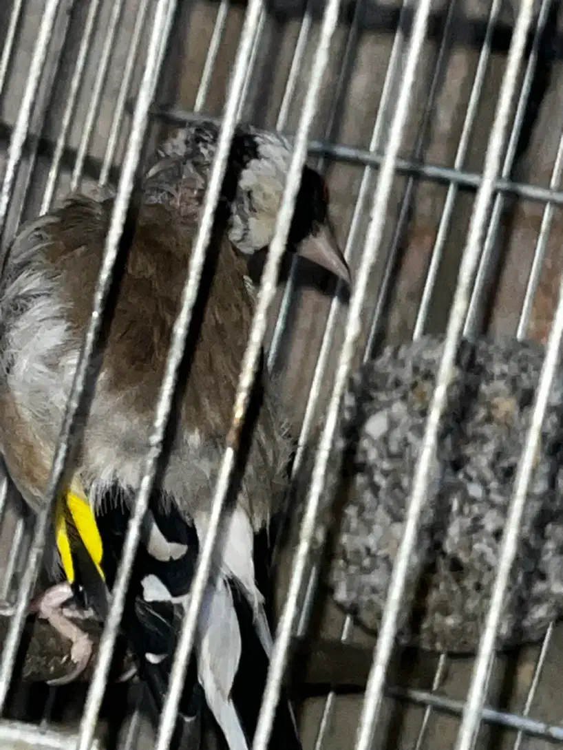 سهره جفتی بشرط|پرنده|اسلام‌شهر, چیچکلو|دیوار