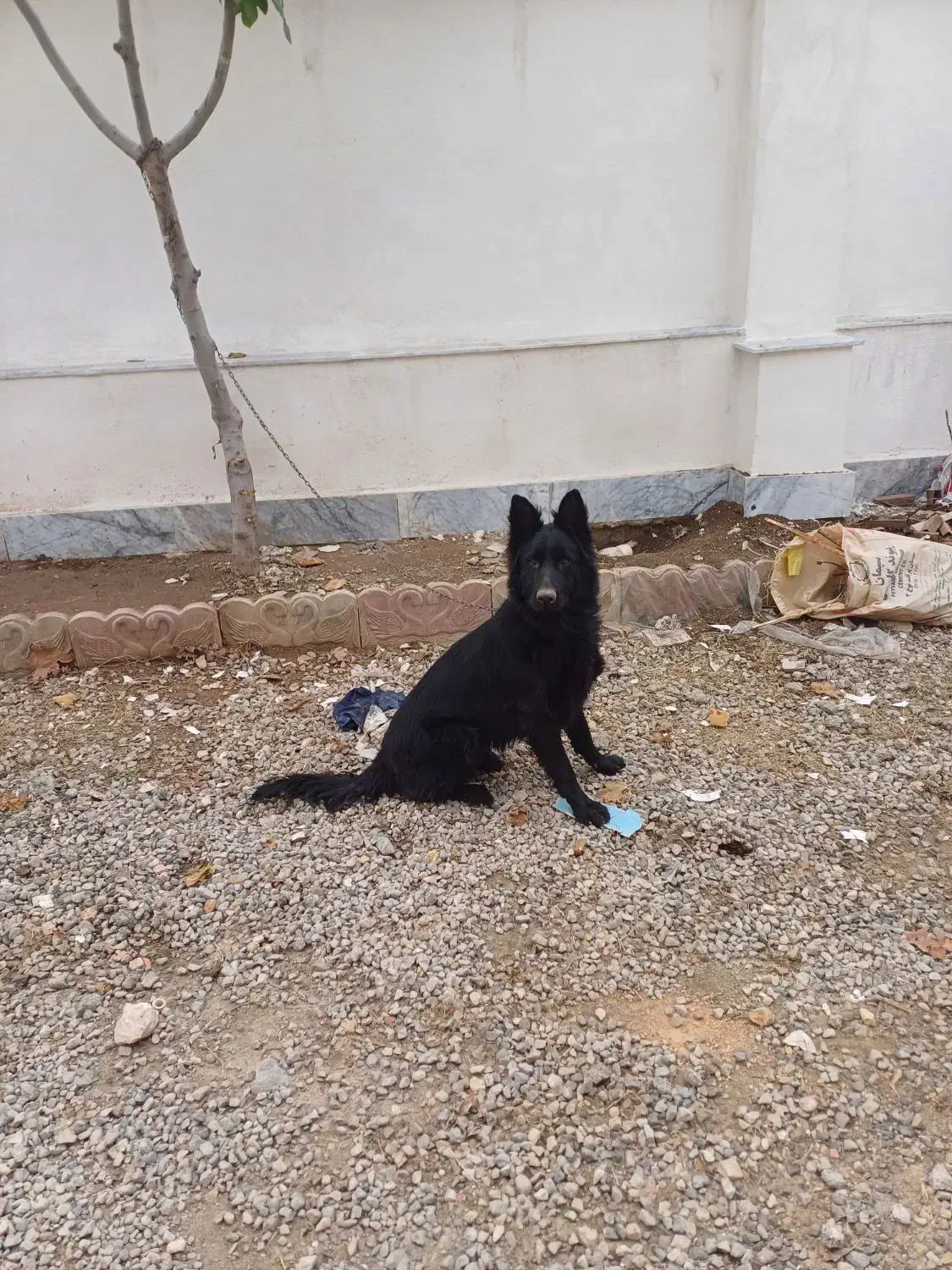 ژرمن بلک ماده|سگ|مینودشت, |دیوار