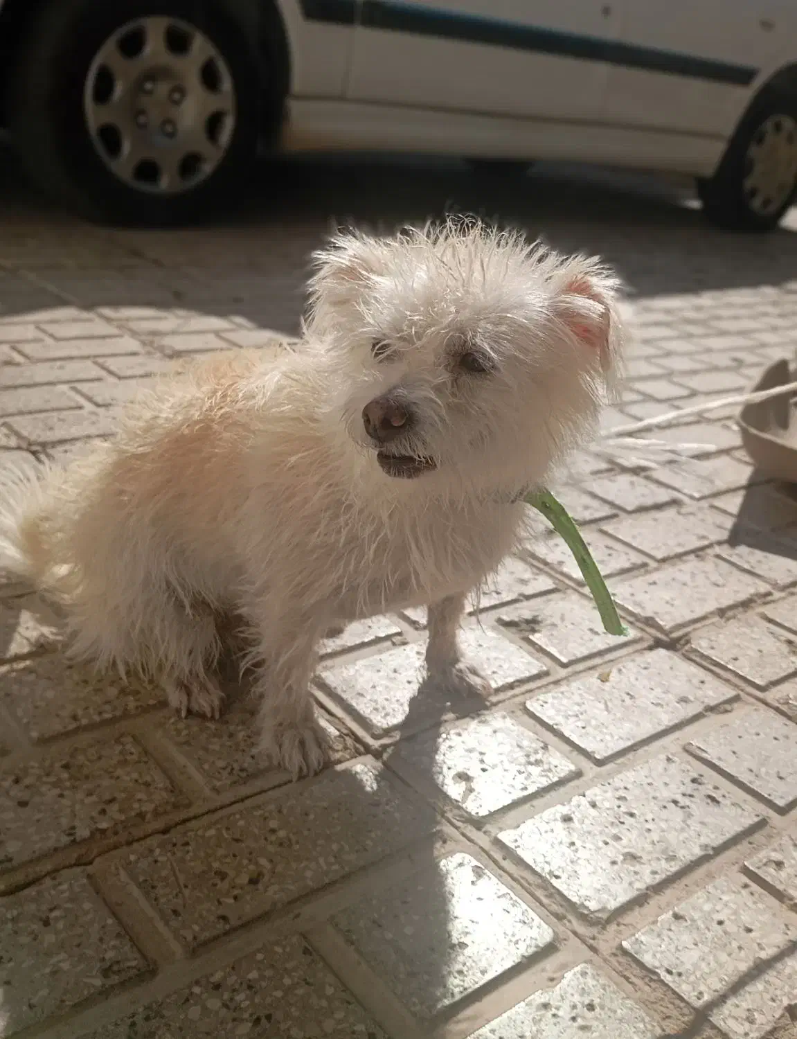 سگ نژاد میکس پامر روباهی و شیتزو|سگ|کاشمر, |دیوار