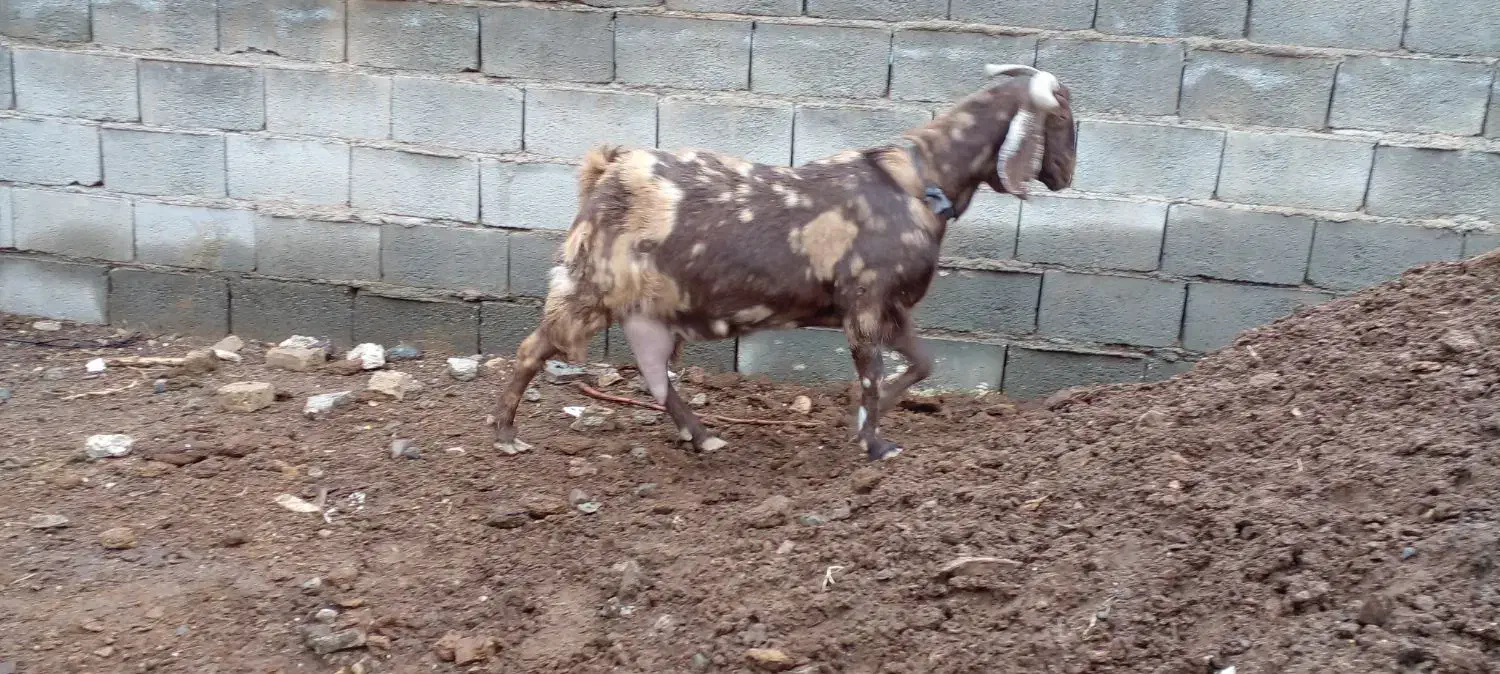 بز شیرا|حیوانات مزرعه|تربت‌حیدریه, بالا ولایت|دیوار