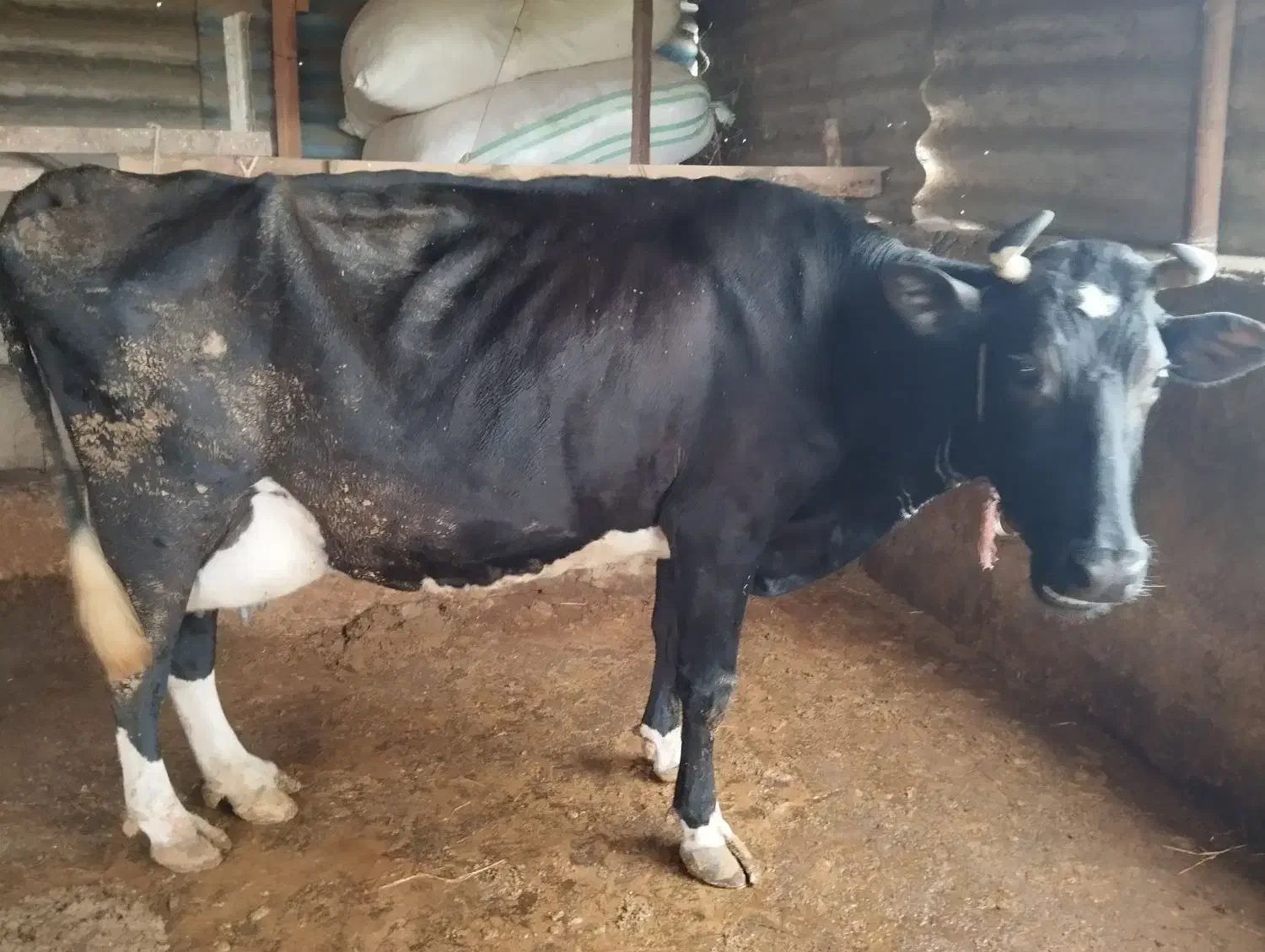 گاو با گوساله ماده|حیوانات مزرعه|شفت, |دیوار