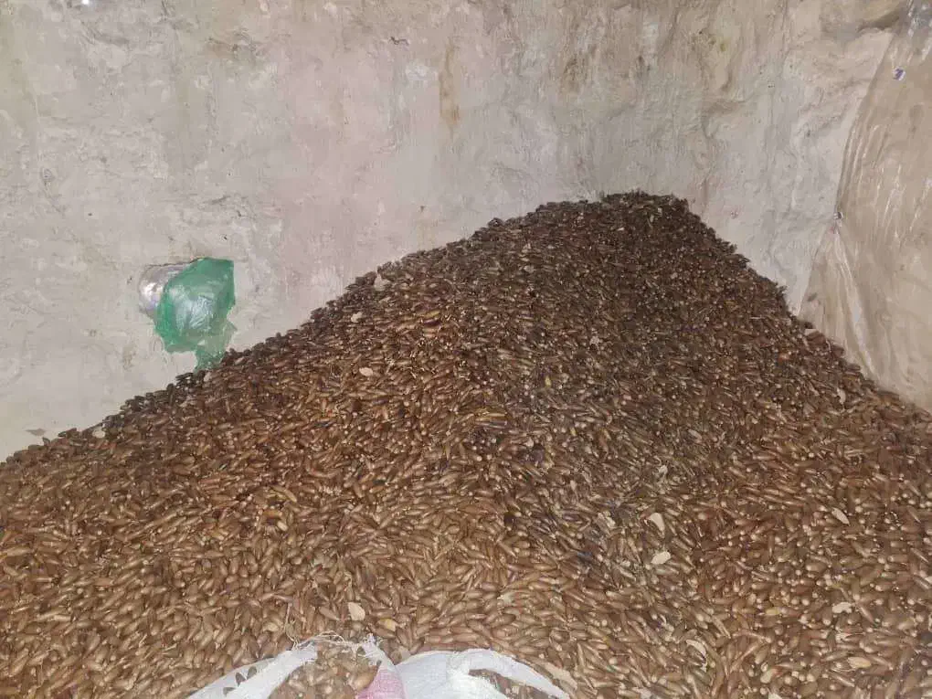 بلوط درجه یک|خوردنی و آشامیدنی|شیراز, امام حسین|دیوار