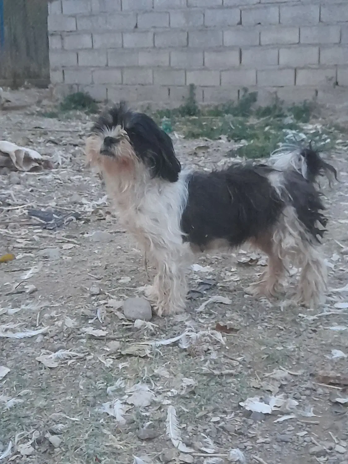 ماده سگ شیتزووارداتی بی سروصداتخفیف خوب پای معامله|سگ|اهر, |دیوار