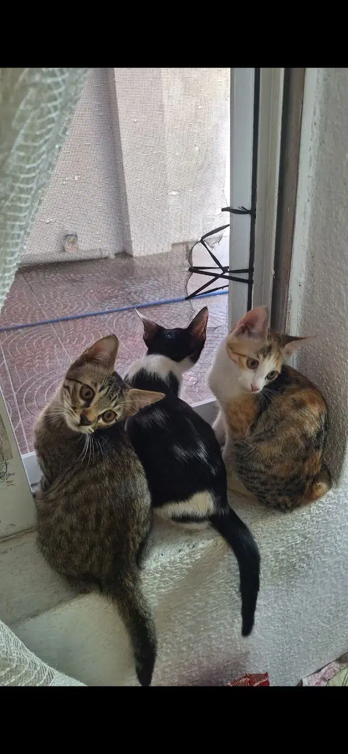 واگذاری گربه رایگان|گربه|سرخرود, |دیوار