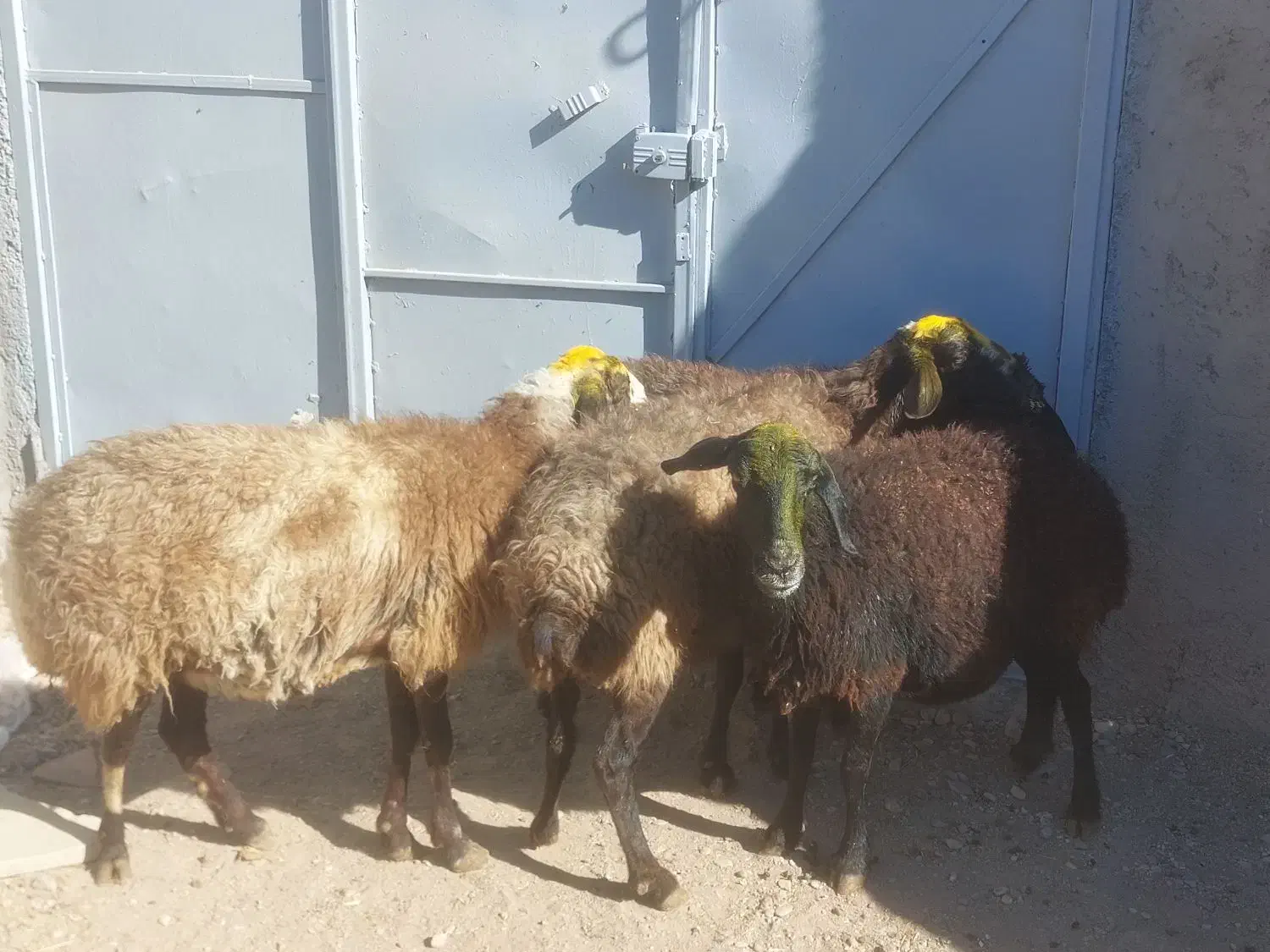 میش آبستن سنگین|حیوانات مزرعه|قزوین, |دیوار