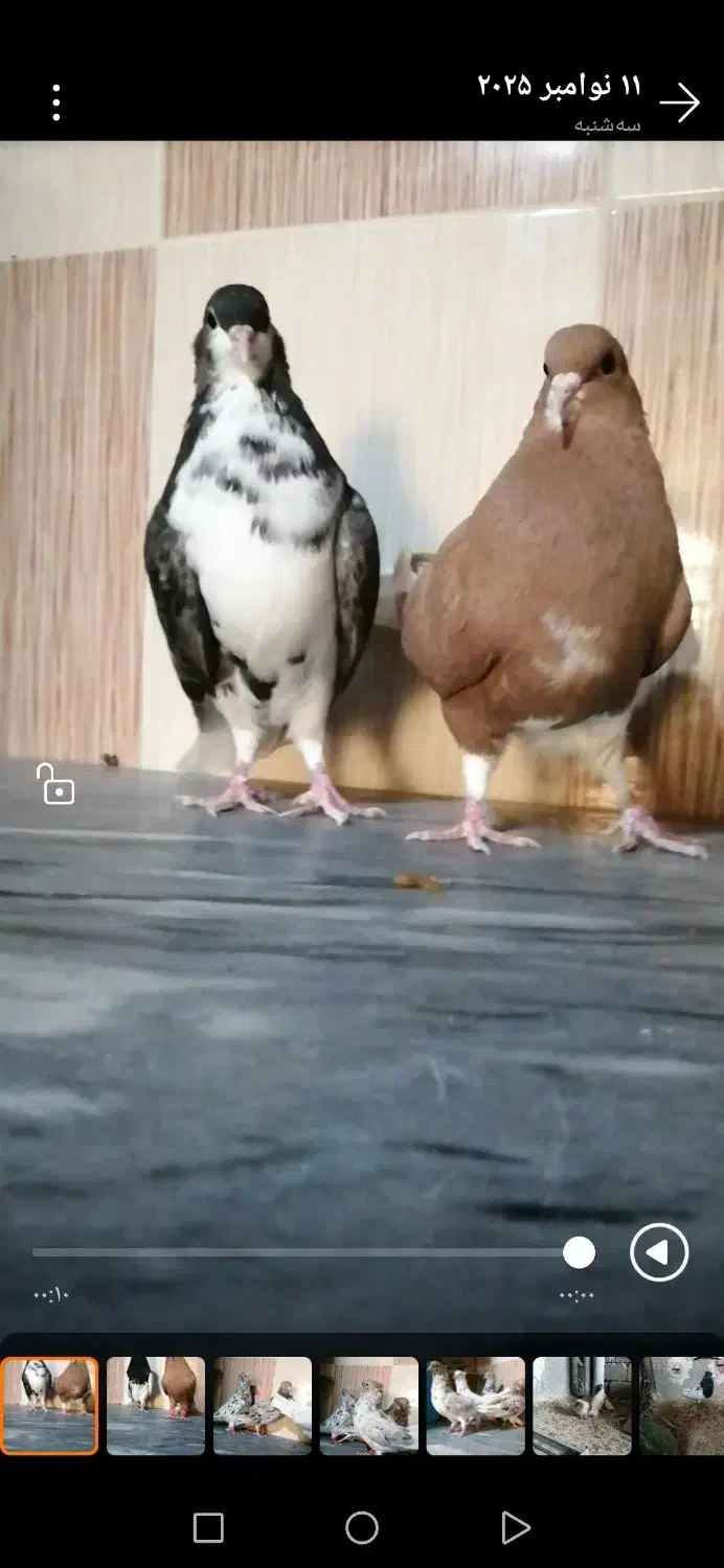 کبوتر دم سفید وشهری|پرنده|برازجان, |دیوار