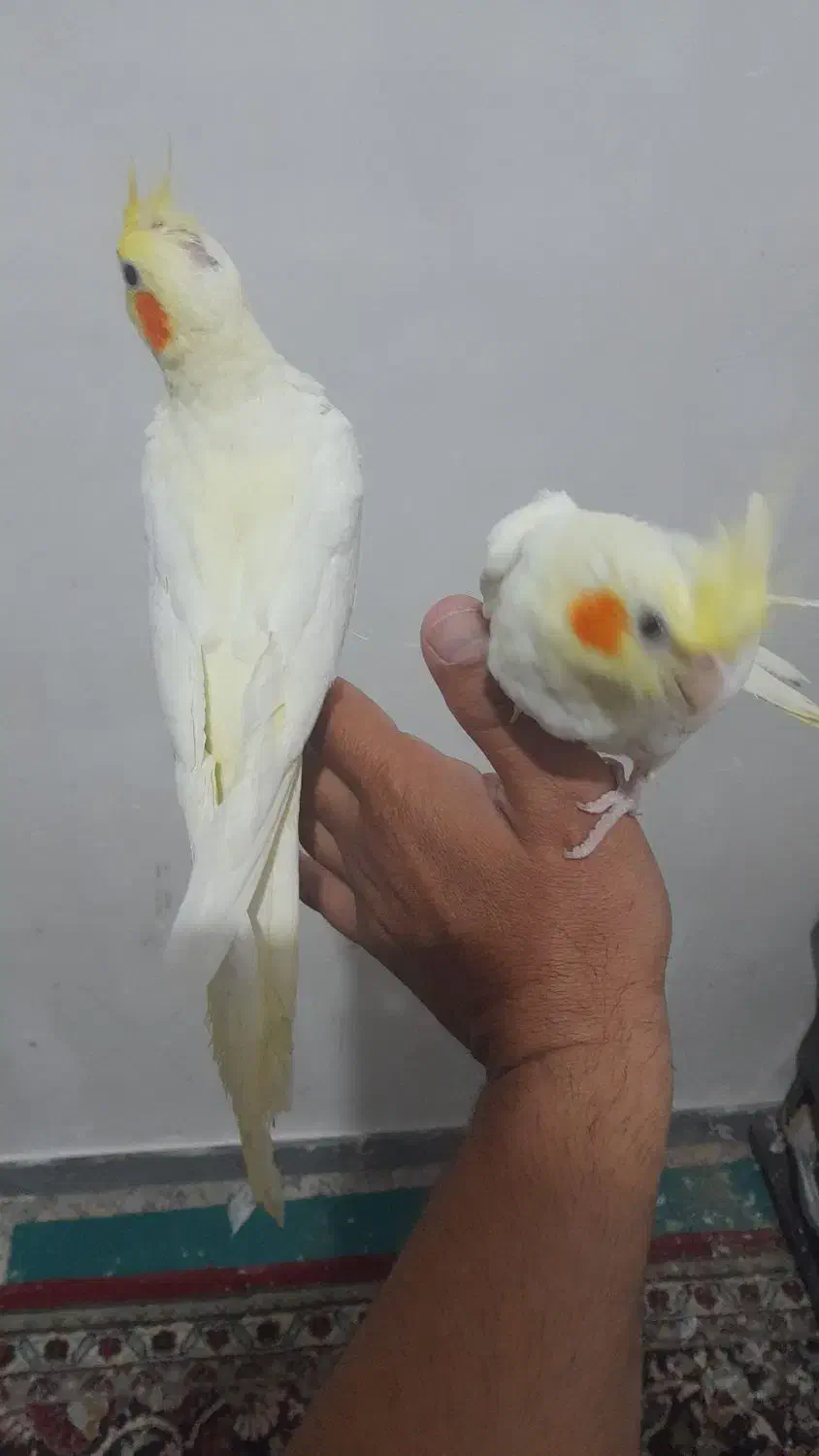 جوجه طوطی عروس هلندی|پرنده|سوسنگرد, |دیوار