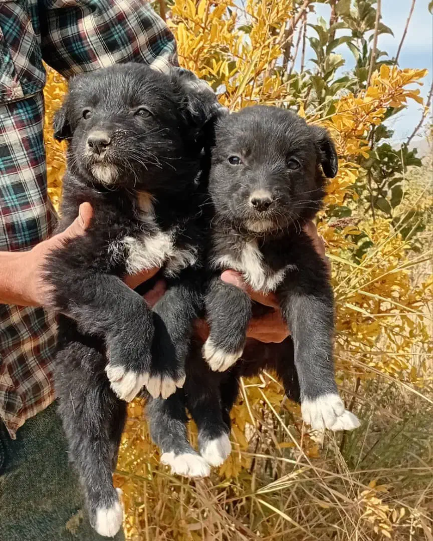 واگذاری توله سگ قدرجونی|سگ|پاسارگاد, |دیوار