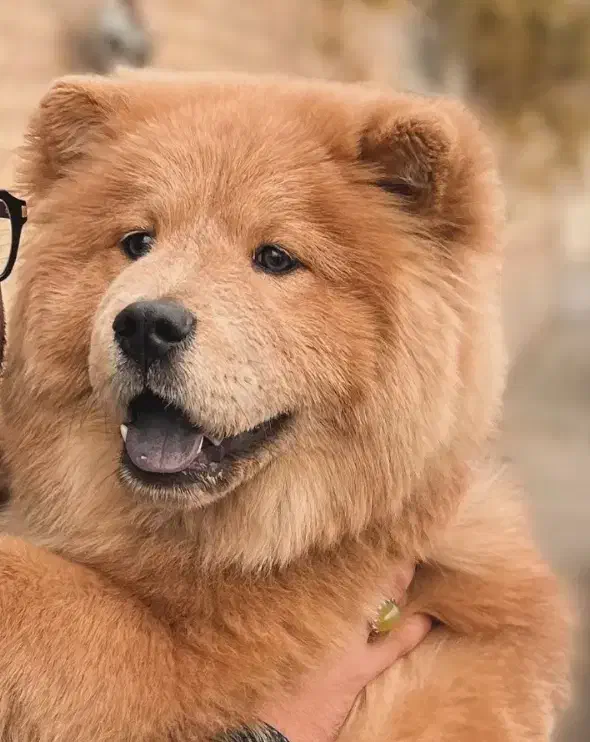 سگ چاو چاو|سگ|تبریز, |دیوار