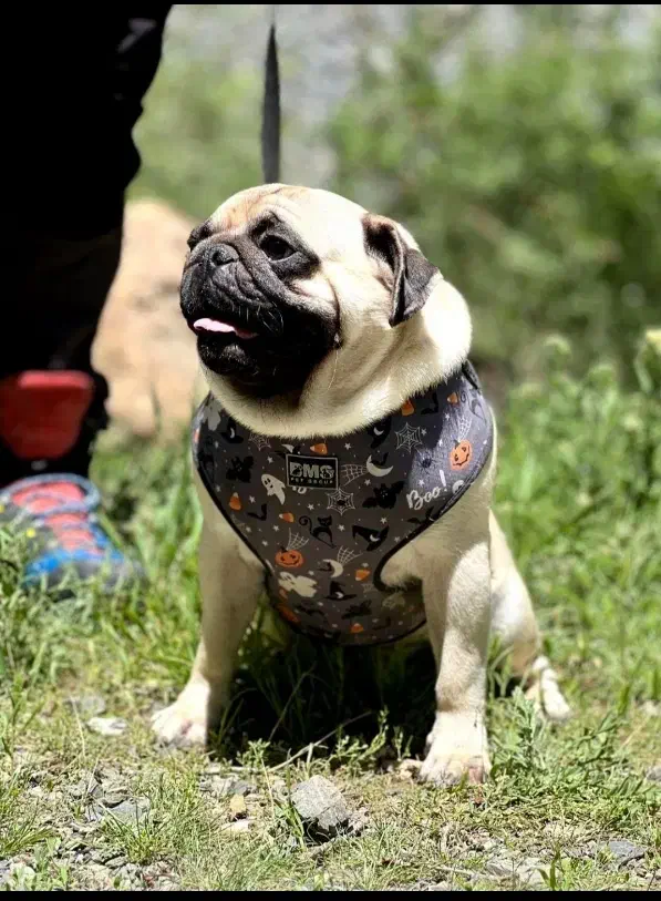 سگ پاگ|سگ|اشکذر, |دیوار