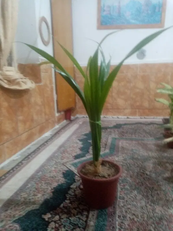 گلدان|گل و گیاه طبیعی|داراب, |دیوار