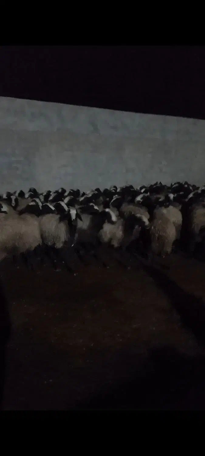 میش های بسیار درشت و وزن بالا و دوقلوزاء شال|حیوانات مزرعه|شال, |دیوار