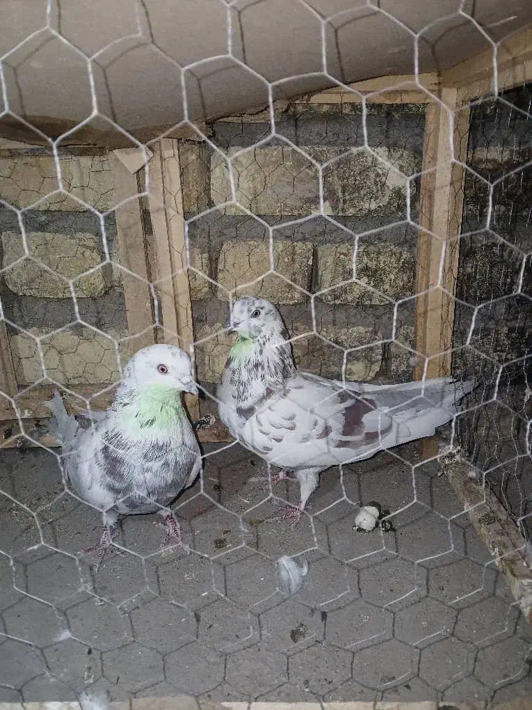 کبوتر پرشی|پرنده|جرقویه, |دیوار