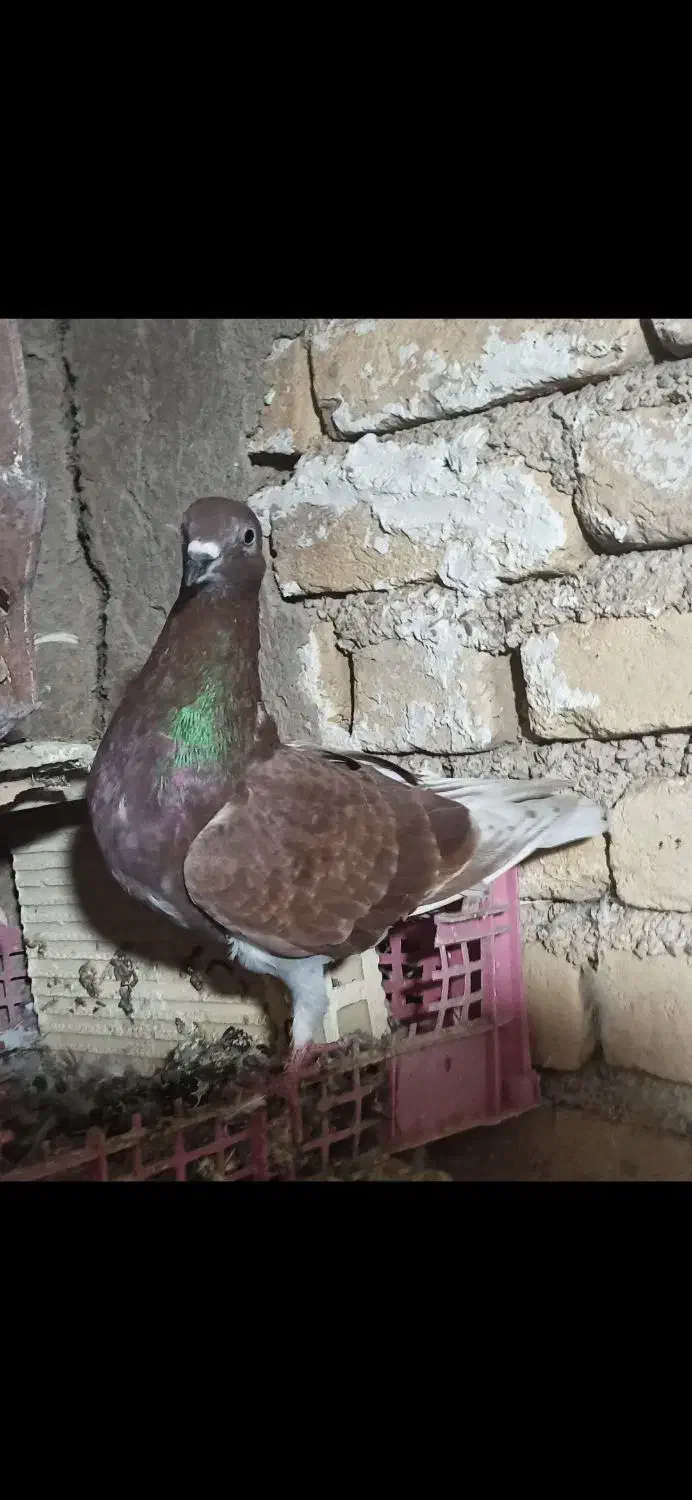 نر سرخ|پرنده|روانسر, |دیوار